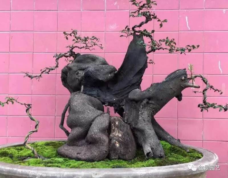 金弹子盆景助他走上致富路 成为响当当的人物