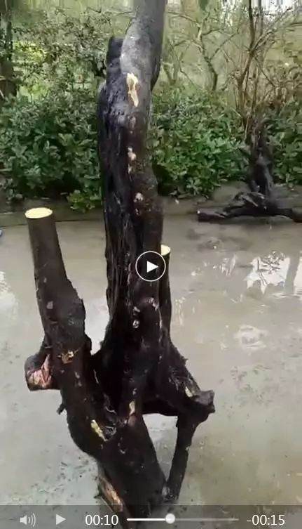 金弹子下山桩怎么栽种和造型建议