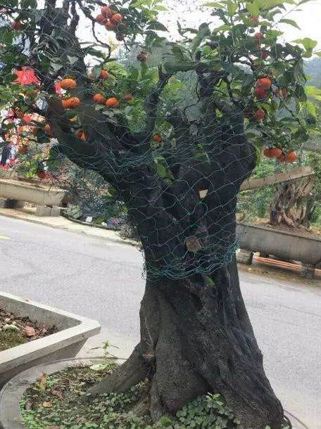 一棵金弹子下山桩 上挂满血红果