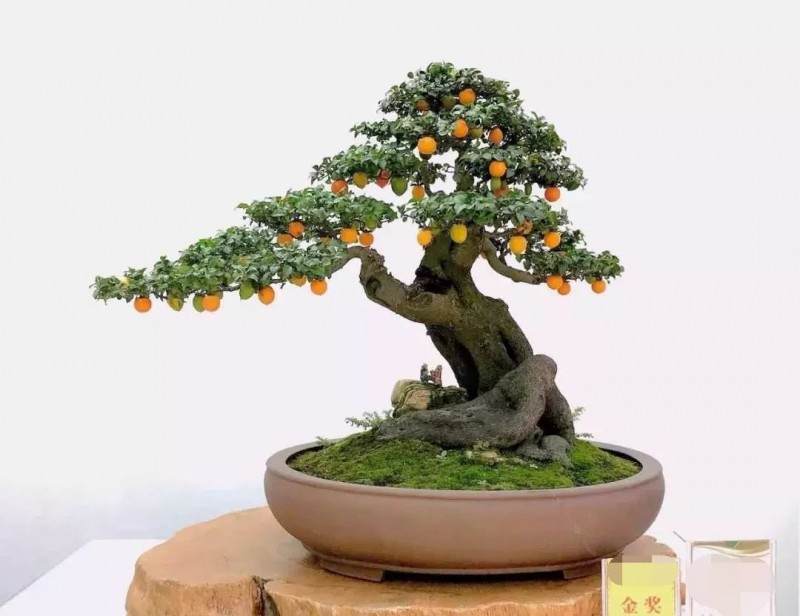 用下山桩制作的金弹子盆景 观赏价值很高