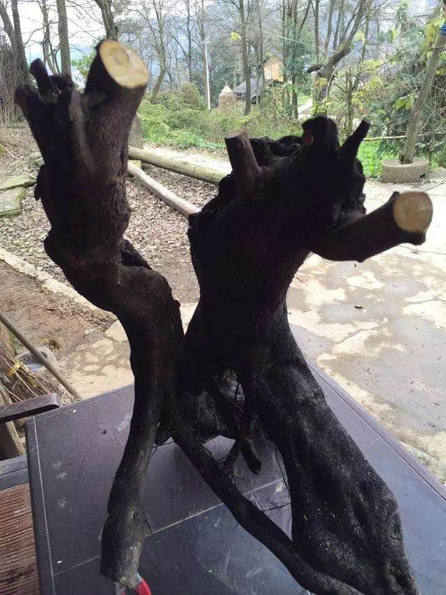 用下山桩制作的金弹子盆景 观赏价值很高