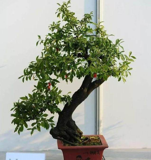 种植金弹子盆景要注意哪些问题?