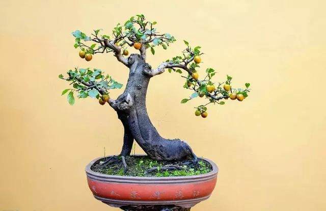 种植金弹子盆景要注意哪些问题?