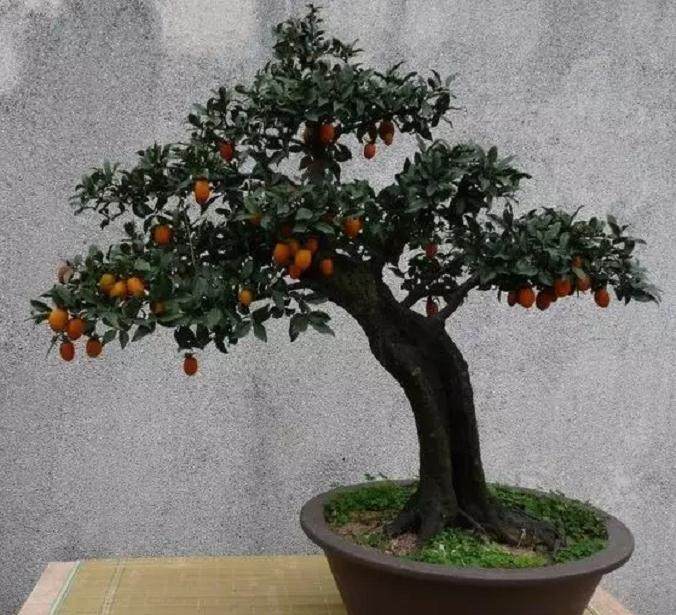 龙山警方循线追踪打掉一个盆景盗窃团伙