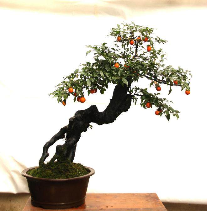 龙山警方循线追踪打掉一个盆景盗窃团伙