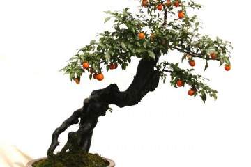 龙山警方循线追踪打掉一个盆景盗窃团伙