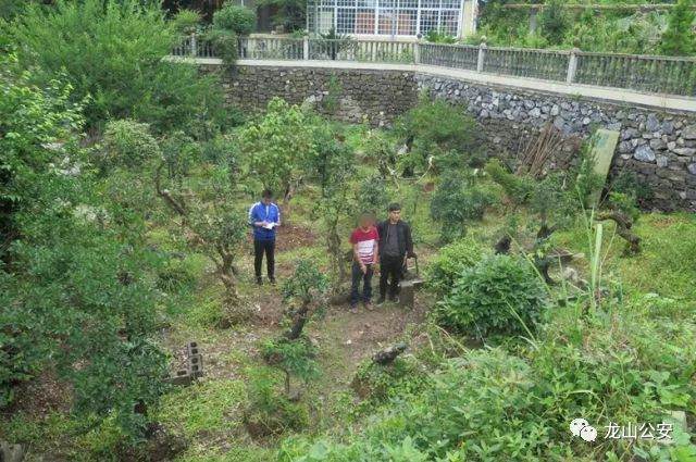 龙山警方循线追踪打掉一个盆景盗窃团伙