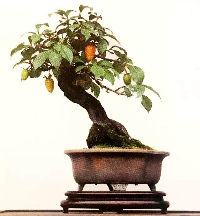 老鸦柿与金弹子盆景近似 二者的区别是什么？