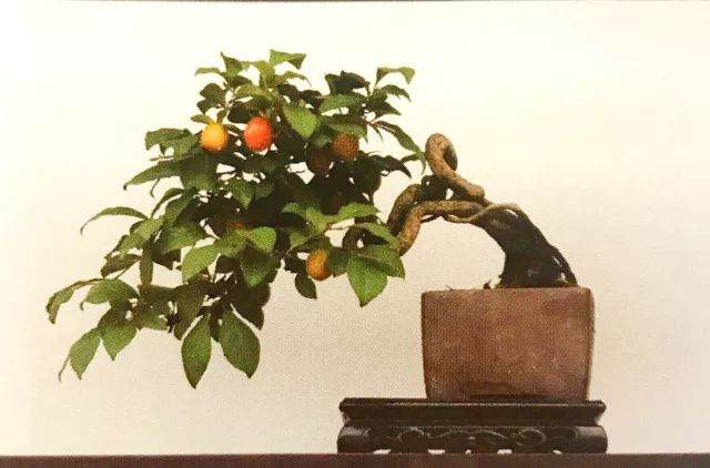 老鸦柿与金弹子盆景近似 二者的区别是什么？