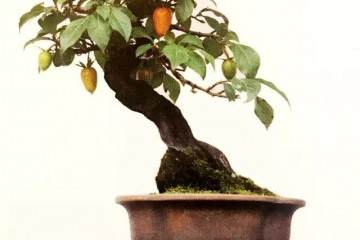 老鸦柿与金弹子盆景近似 二者的区别是什么