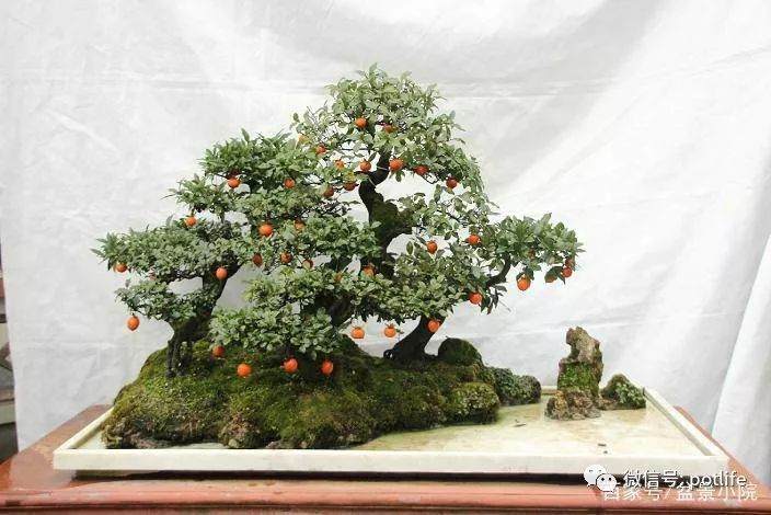 金弹子盆景生桩的制作方法是什么？