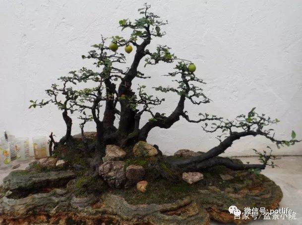 金弹子盆景生桩的制作方法是什么？