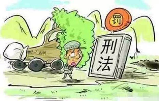 金弹子盆景树如此金贵 砍一颗被判一年刑