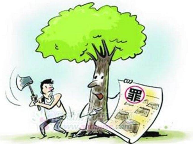 金弹子盆景树如此金贵 砍一颗被判一年刑