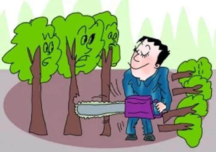 金弹子盆景树如此金贵 砍一颗被判一年刑