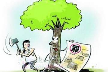 金弹子盆景树如此金贵 砍一颗被判一年刑