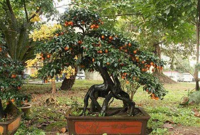 金弹子盆景怎么养？自带杀虫属性 特别省心！