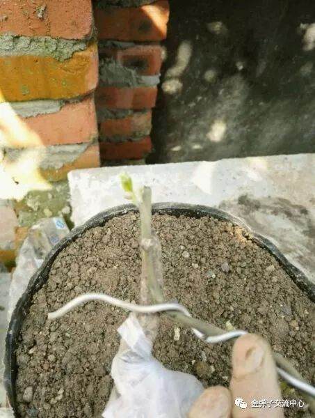 图解 怎么快速提高倒栽金弹子下山桩成活率