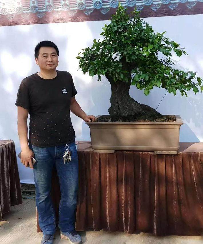 野生碳化金弹子盆景怎么培育养护方法