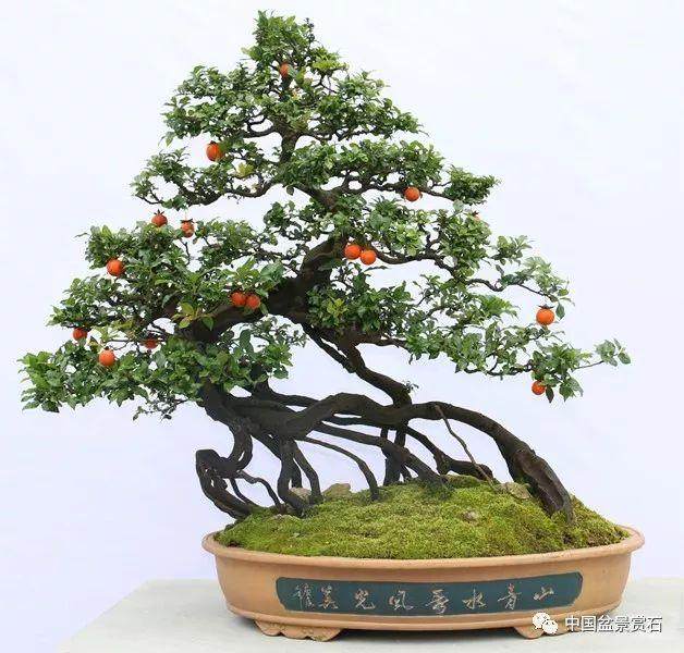 中国金弹子盆景艺术之乡——永川考察之旅