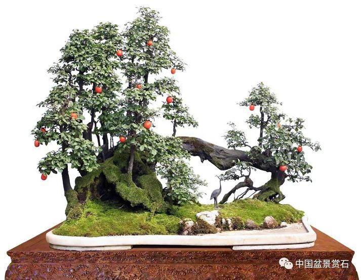 中国金弹子盆景艺术之乡——永川考察之旅