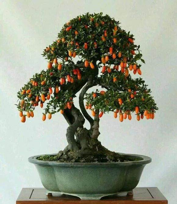 最实用的金弹子盆景嫁接技术 一看就会