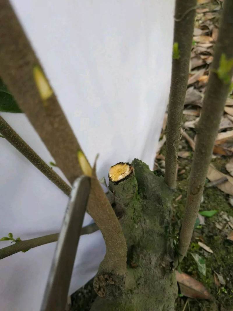 最实用的金弹子盆景嫁接技术 一看就会