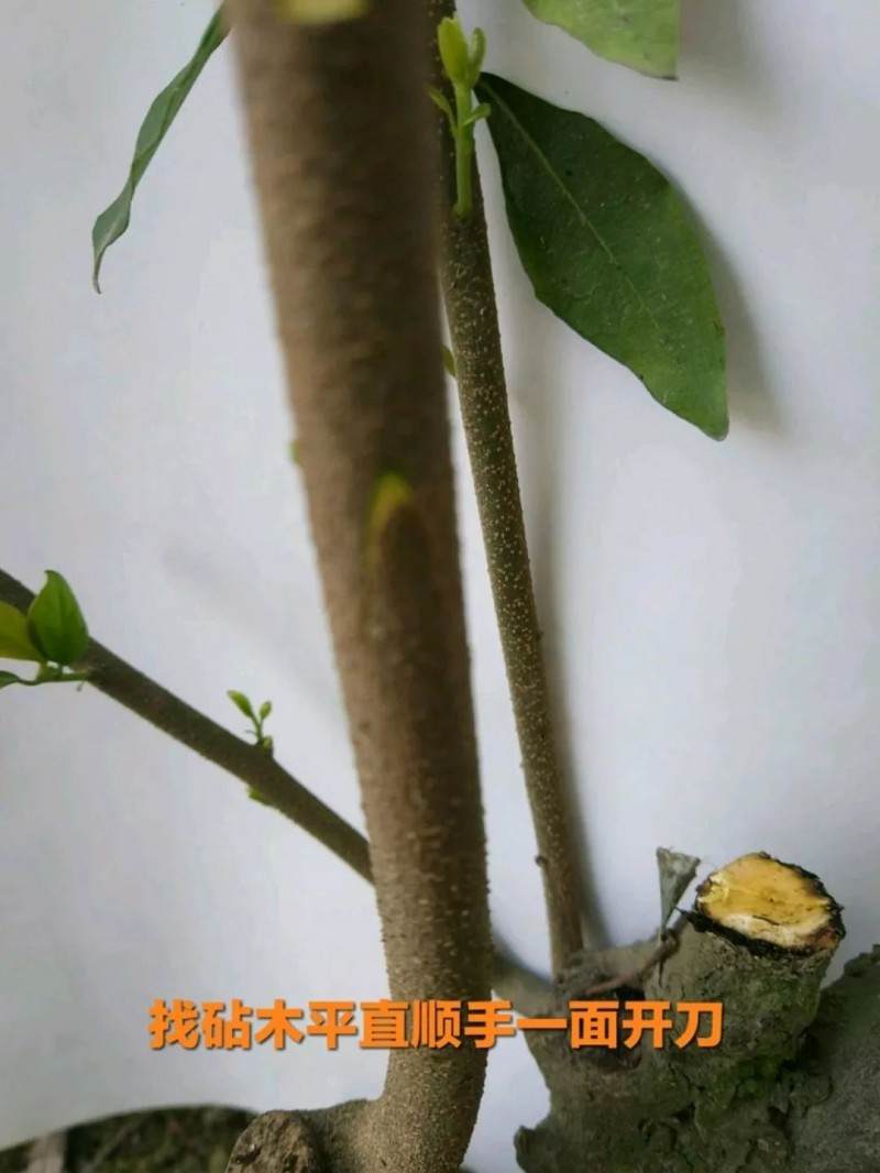 最实用的金弹子盆景嫁接技术 一看就会