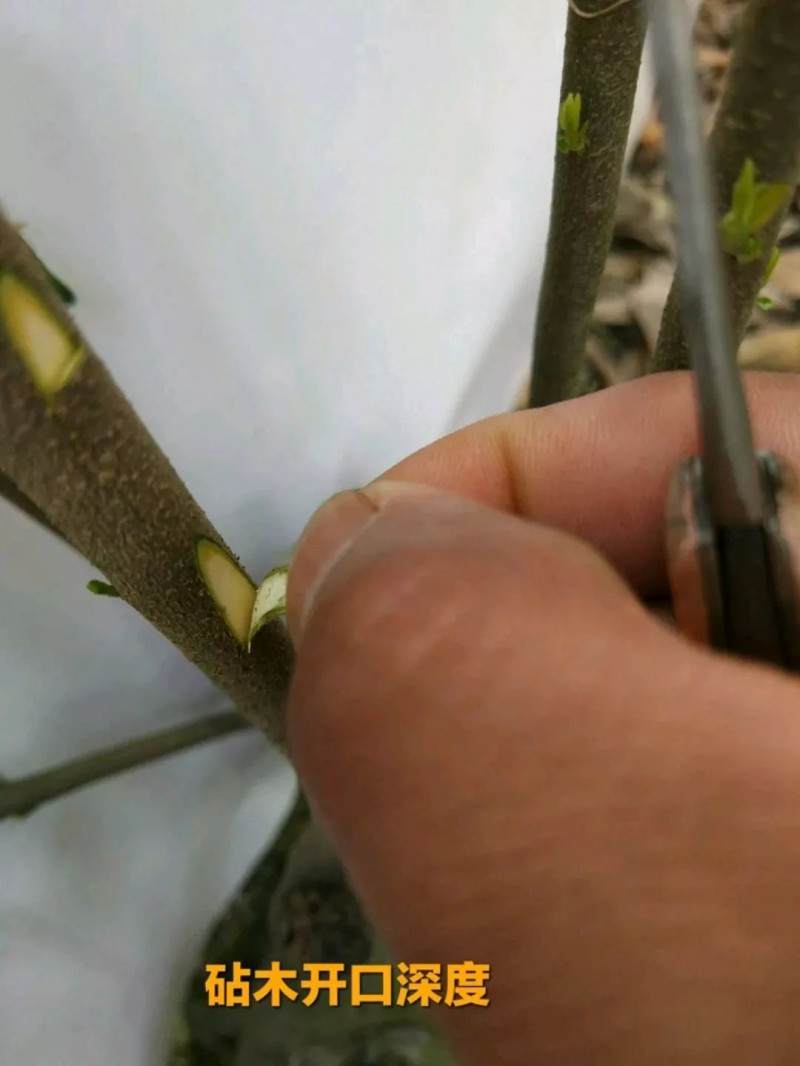 最实用的金弹子盆景嫁接技术 一看就会