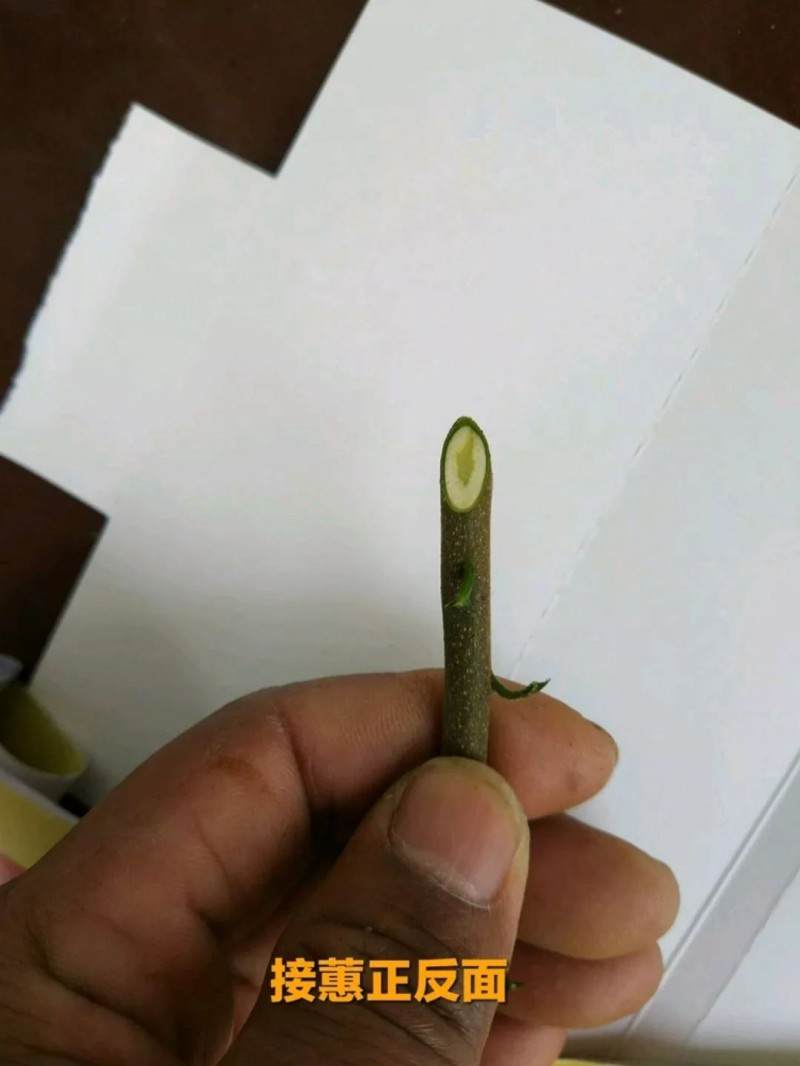 最实用的金弹子盆景嫁接技术 一看就会