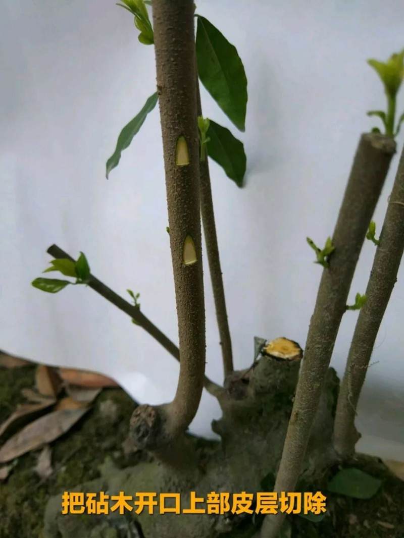 最实用的金弹子盆景嫁接技术 一看就会