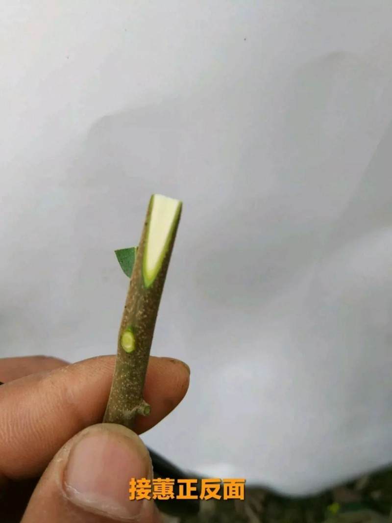 最实用的金弹子盆景嫁接技术 一看就会