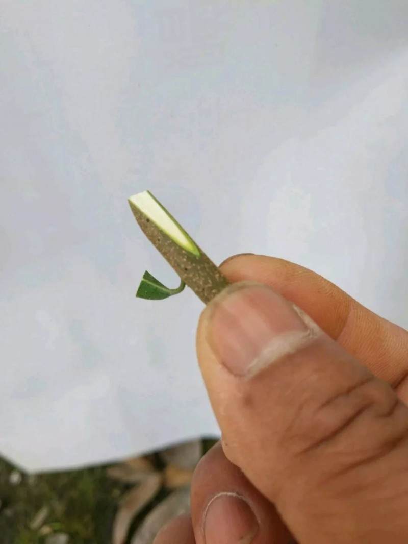 最实用的金弹子盆景嫁接技术 一看就会