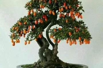 最实用的金弹子盆景嫁接技术 一看就会