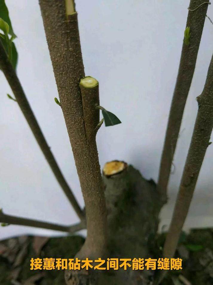 最实用的金弹子盆景嫁接技术 一看就会