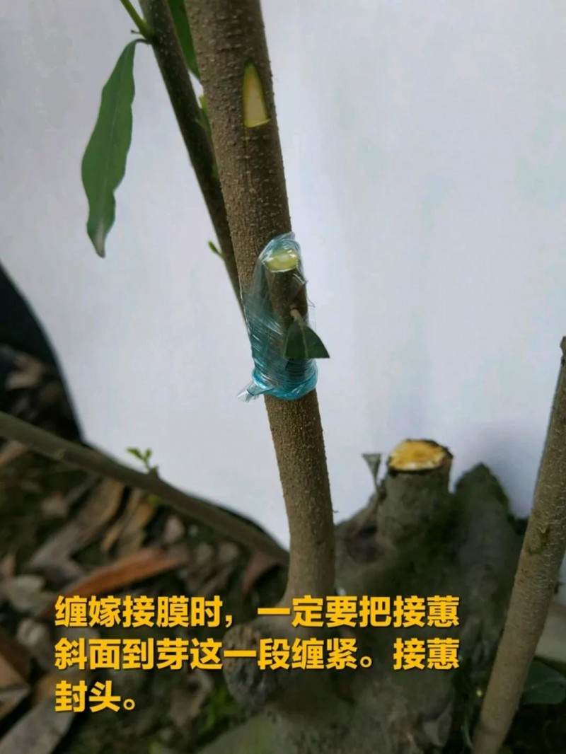 最实用的金弹子盆景嫁接技术 一看就会