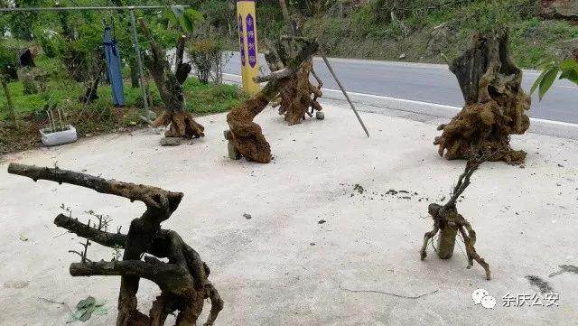 北部警务联动快速破获一起盗窃金弹子盆景案