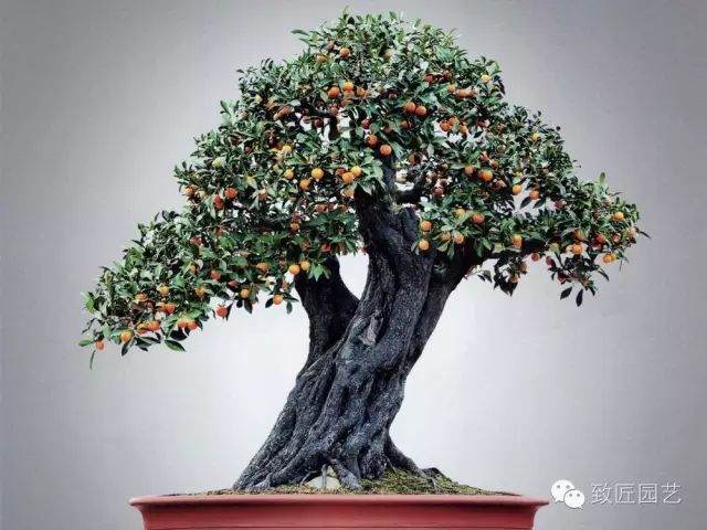 碳化金弹子盆景的方法原来是这!