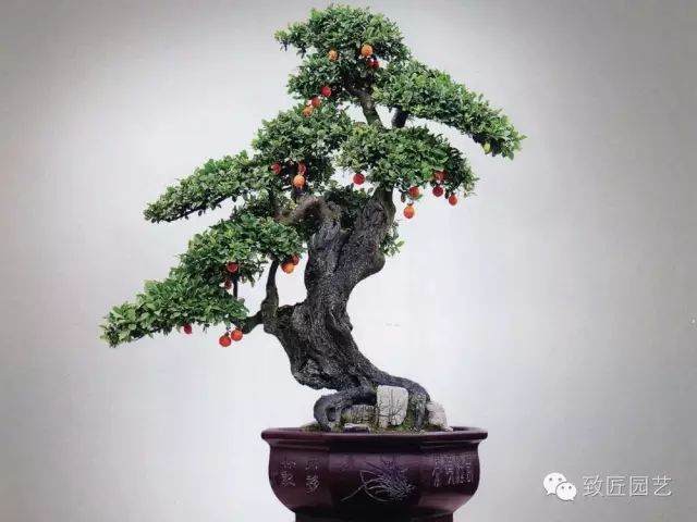 碳化金弹子盆景的方法原来是这!