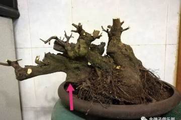 图解 卧干临水金弹子盆景怎么洗根修根换盆