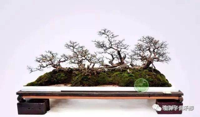 岭南金弹子盆景造型理论联系实践探索