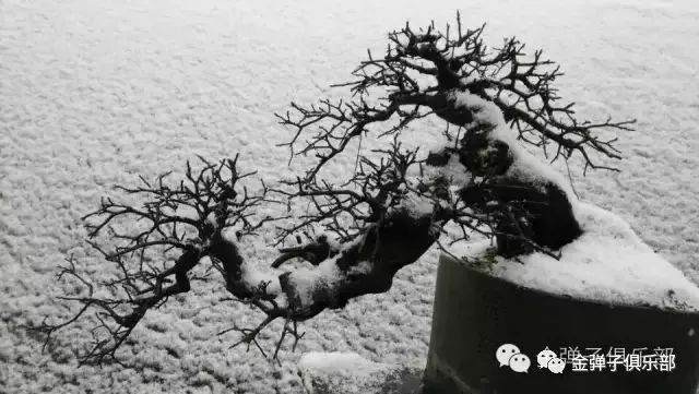 岭南金弹子盆景造型理论联系实践探索