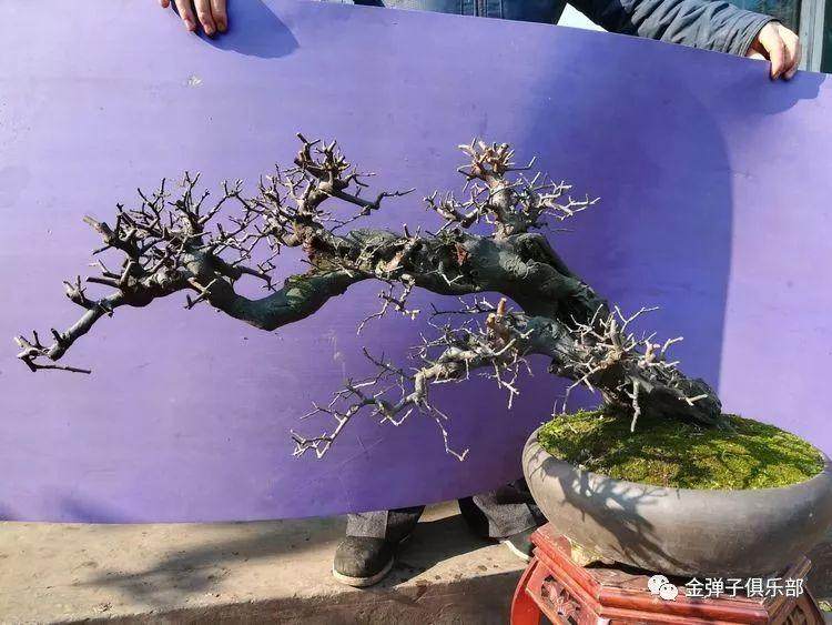 岭南金弹子盆景造型理论联系实践探索