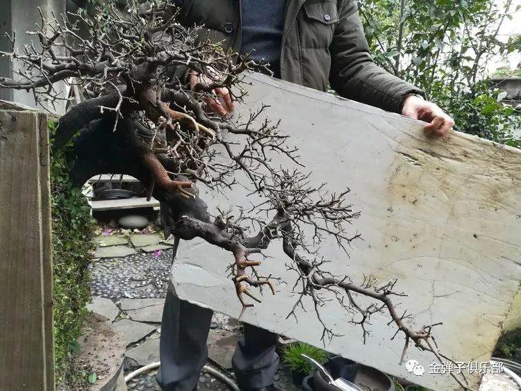 岭南金弹子盆景造型理论联系实践探索