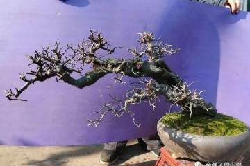 岭南金弹子盆景造型理论联系实践探索