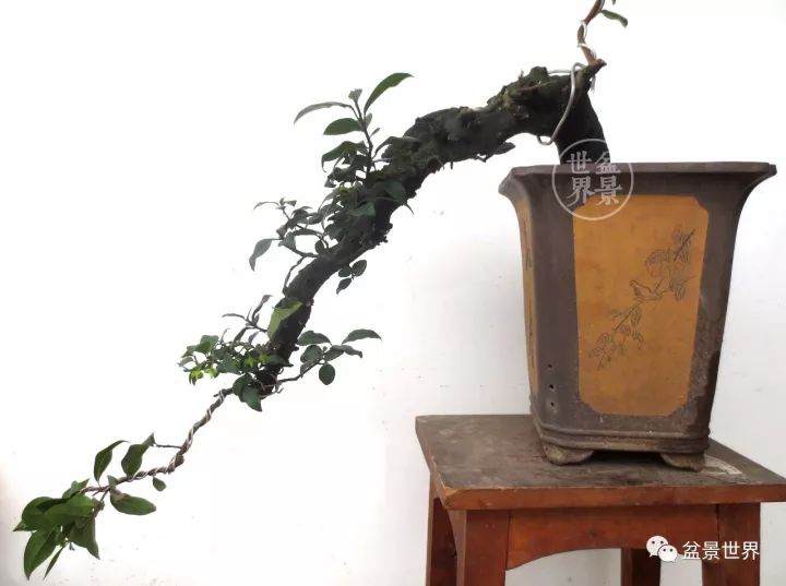 看老玩家 如何将金弹子毛桩制作成盆景？