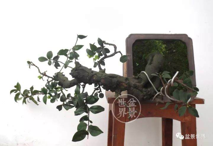 看老玩家 如何将金弹子毛桩制作成盆景？