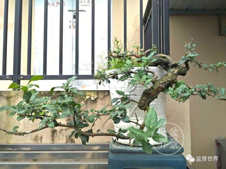 看老玩家 如何将金弹子毛桩制作成盆景？