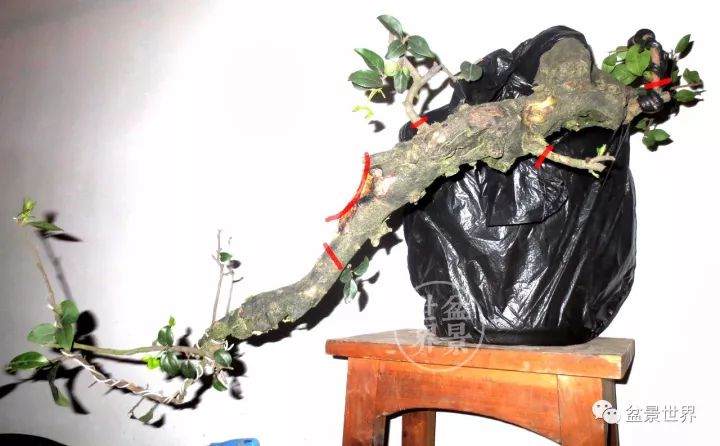 看老玩家 如何将金弹子毛桩制作成盆景？