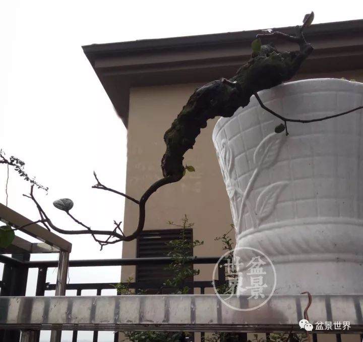 看老玩家 如何将金弹子毛桩制作成盆景？